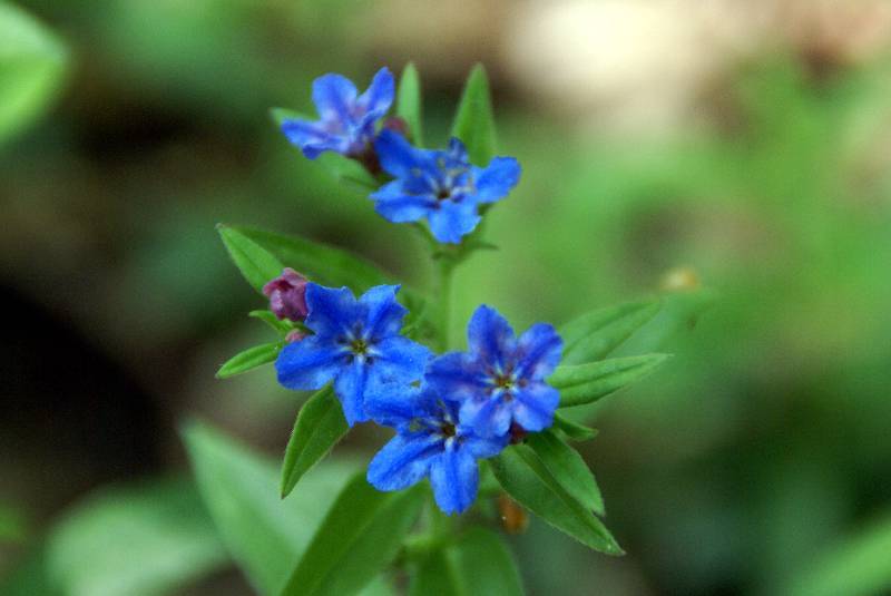 Unser Orchideenpark Bild Nr.045